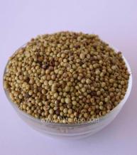 TUNISIAN CORIANDER SEEDS