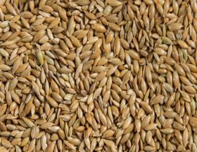 CANARY SEEDS