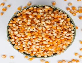 POP CORN SEEDS
